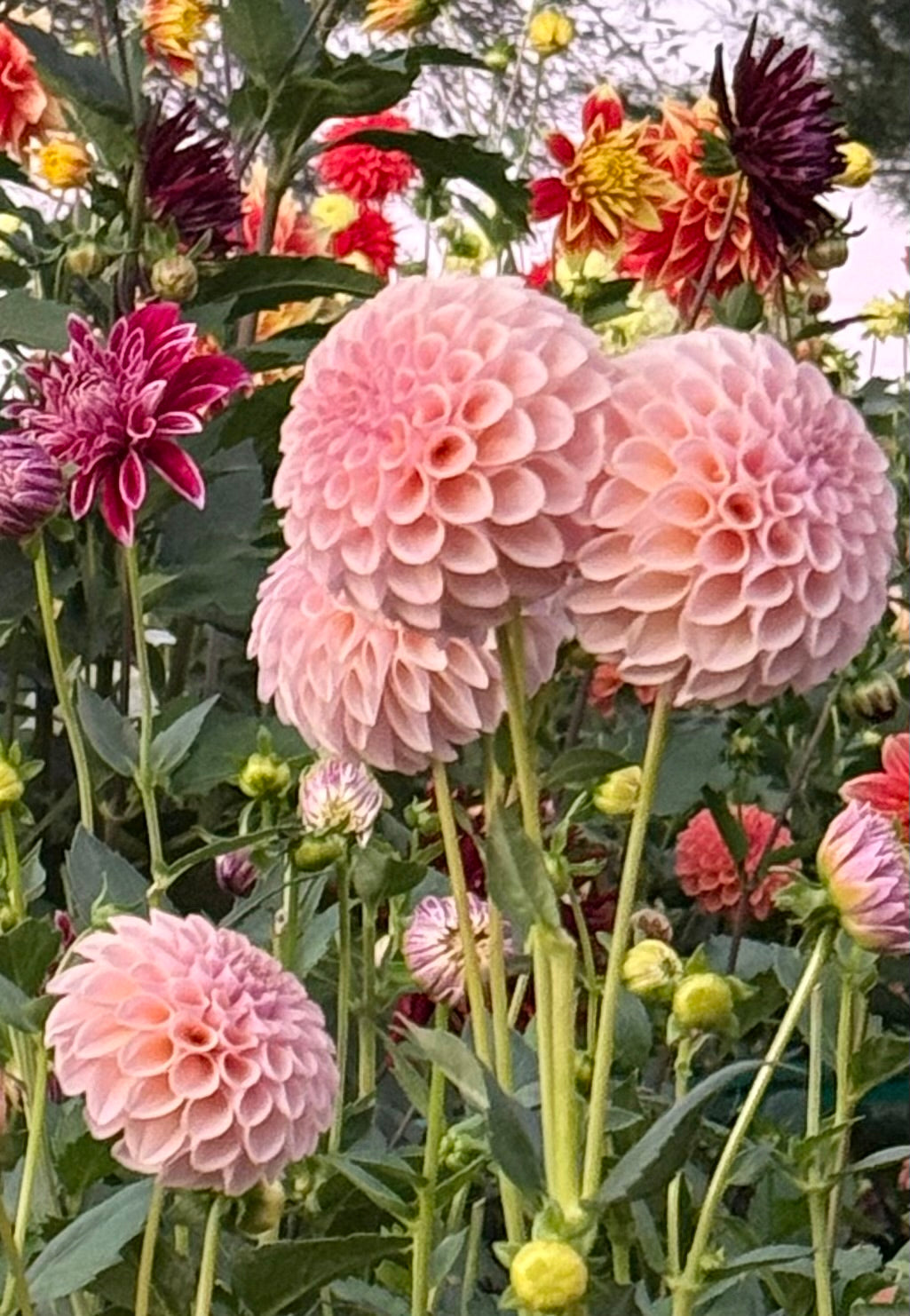 Rose Toscano