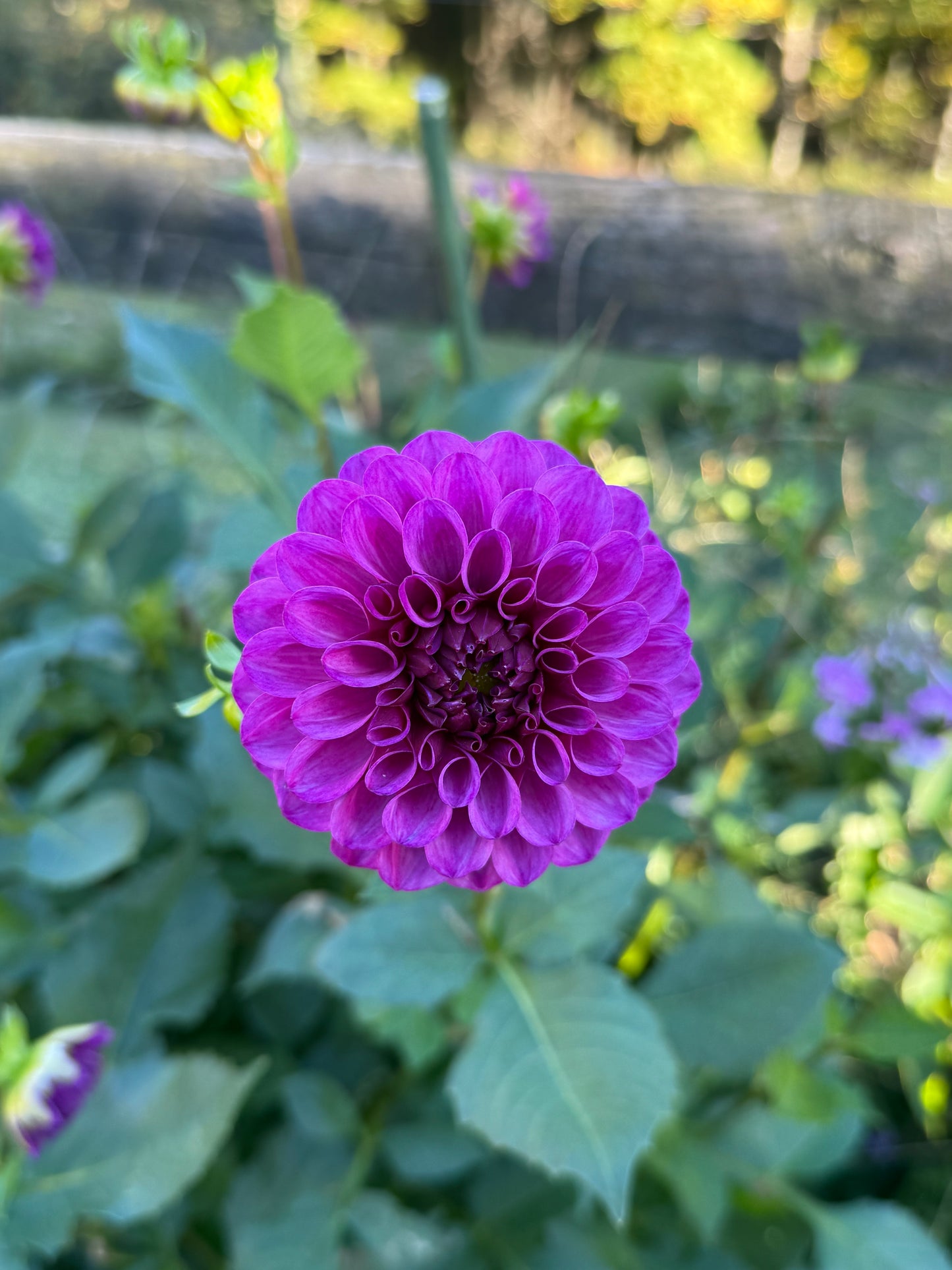 Robann Royal