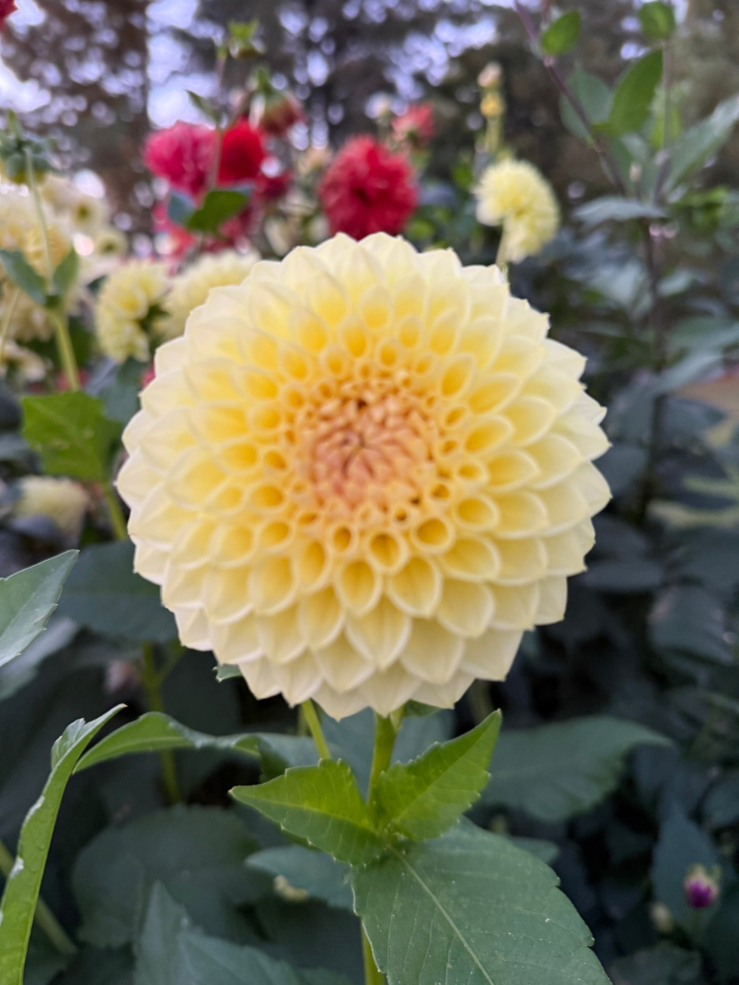 Winholme Diane
