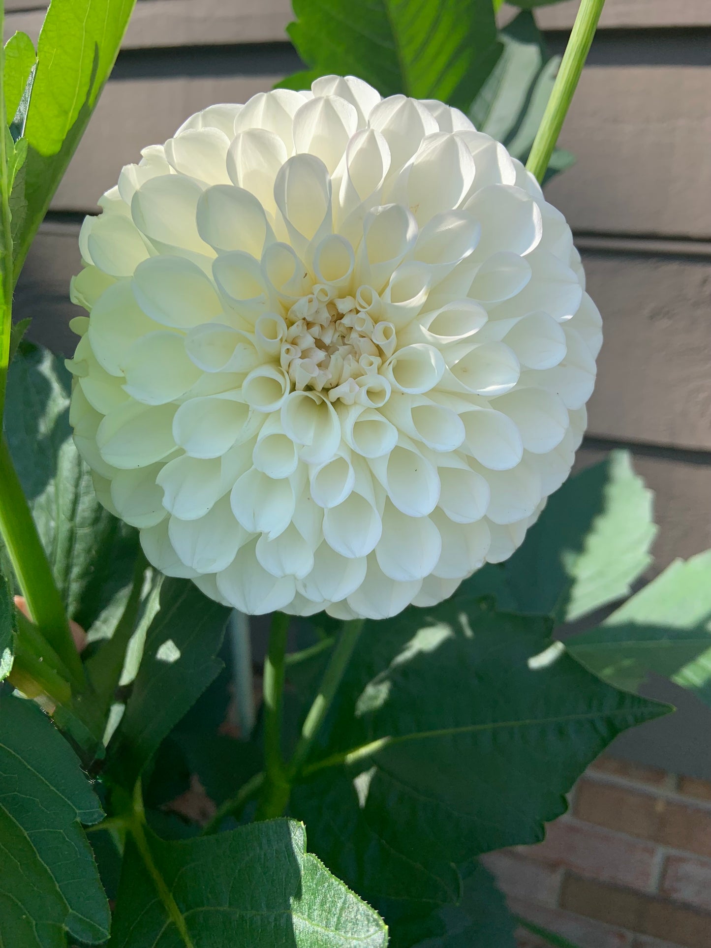 Boom Boom White