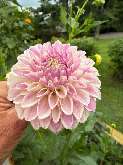Tahoma Kelli