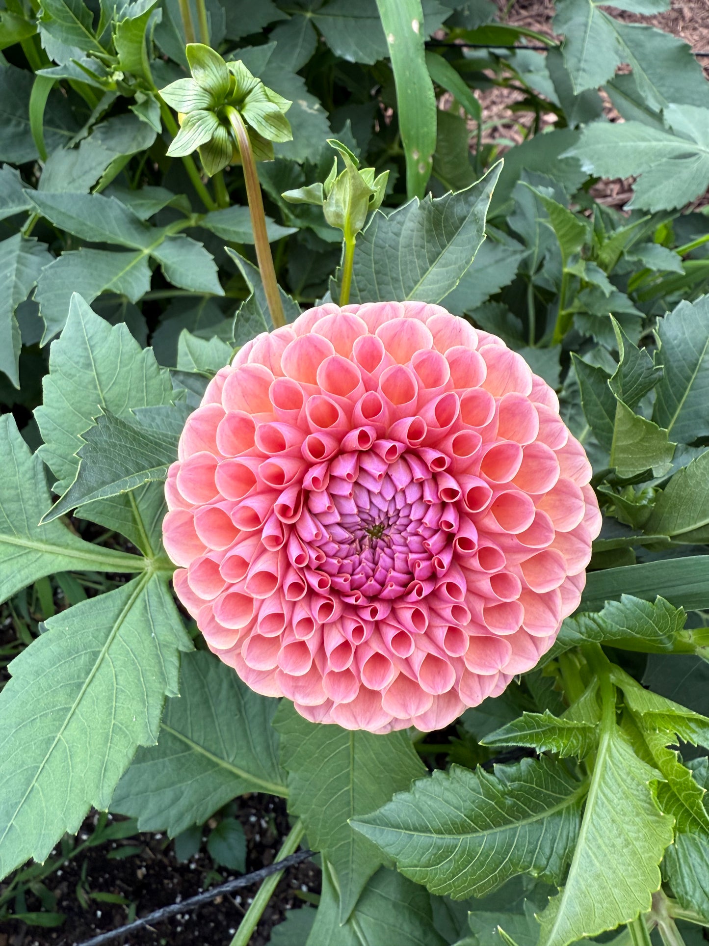 Bracken Rose
