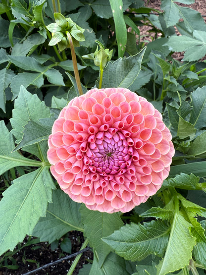 Bracken Rose