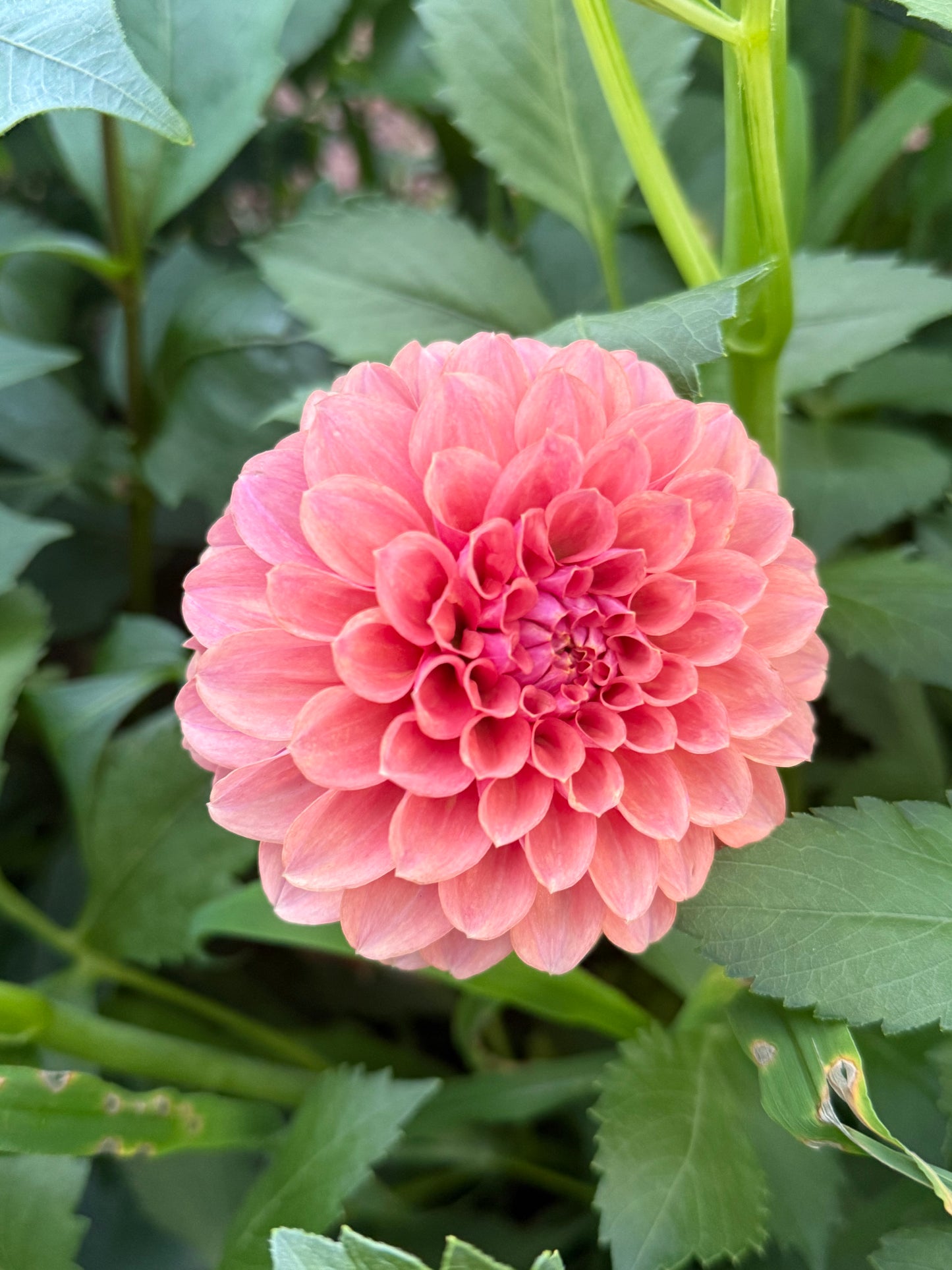 Boho Peach