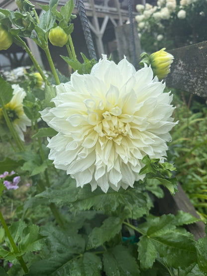 White Dinner Plate Mystery