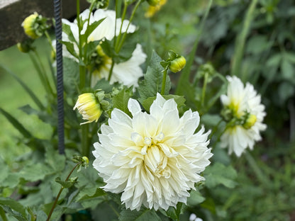 White Dinner Plate Mystery