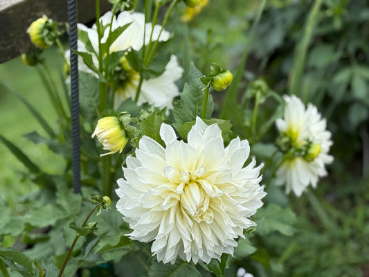 White Dinner Plate Mystery