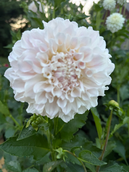 Irish Ruffles