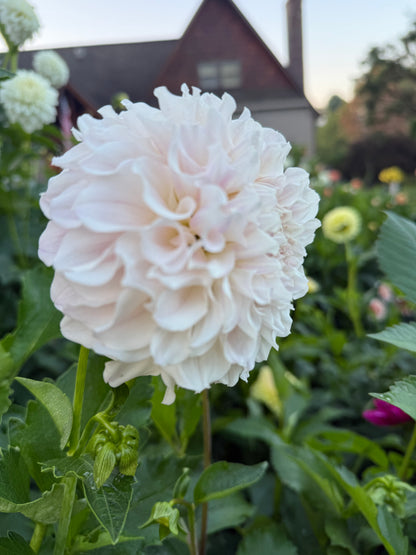 Irish Ruffles