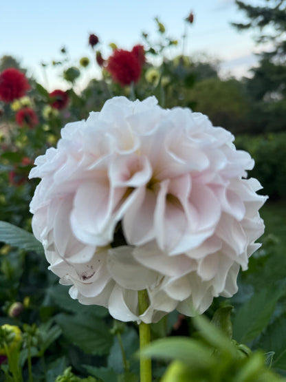 Irish Ruffles