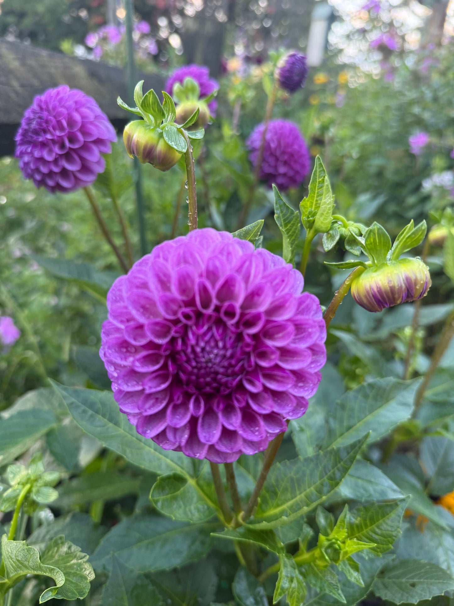 Robann Royal