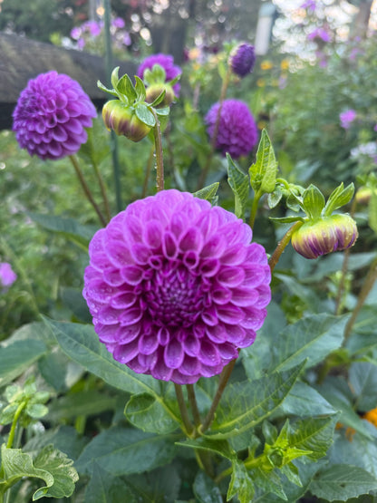 Robann Royal
