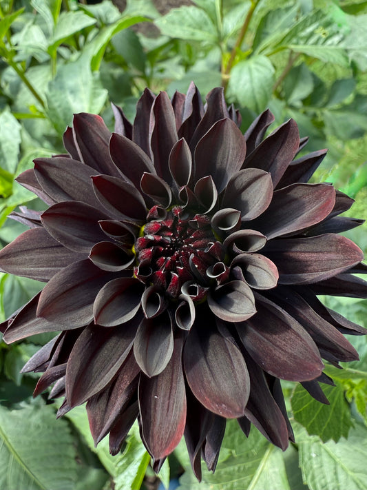 Czarny Charakter (Limit One)