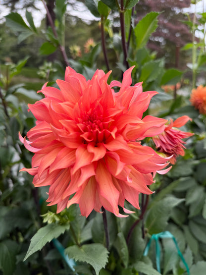 Tahoma Tailspin