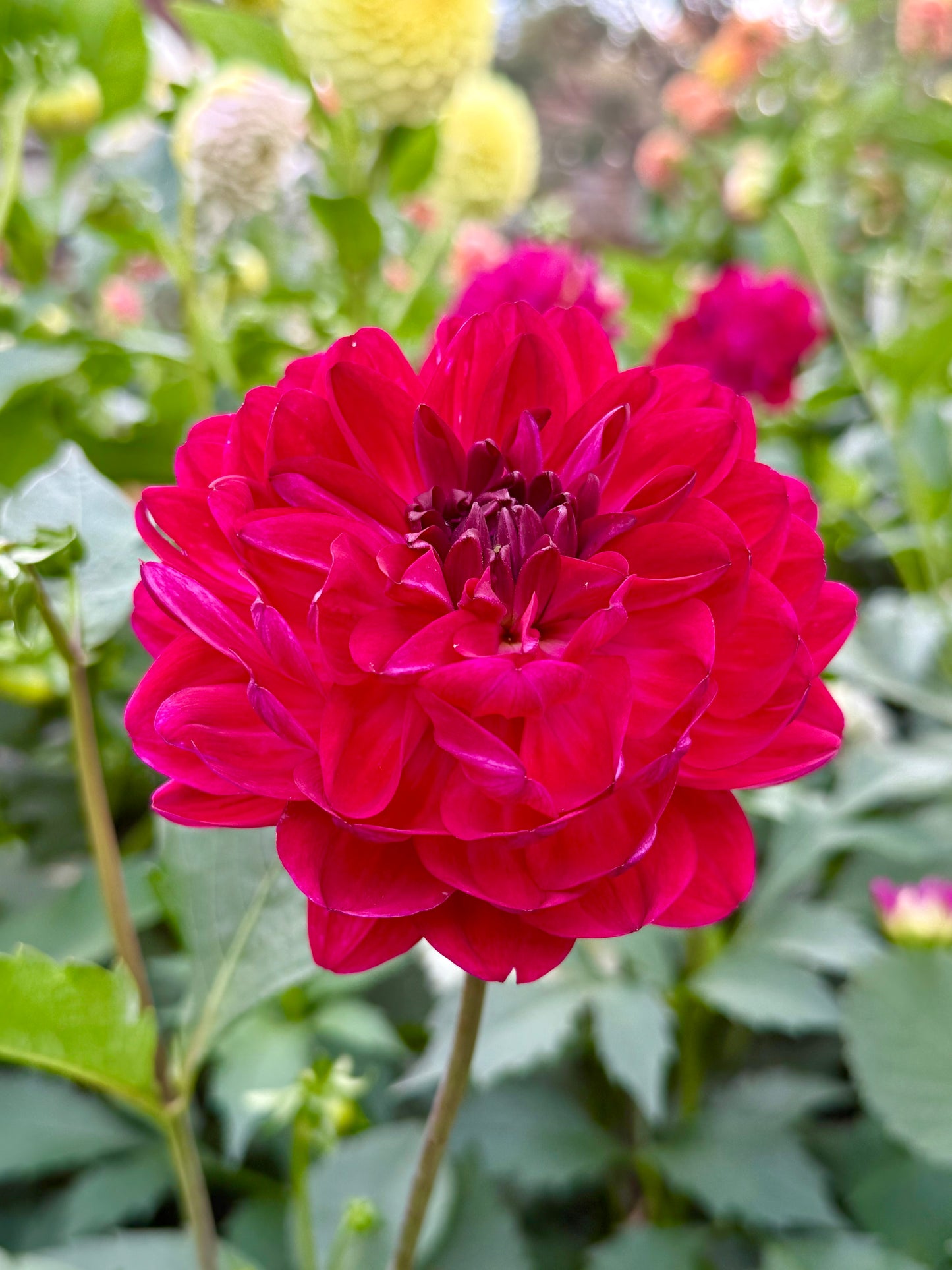 Sandia Bertha (Limit One)