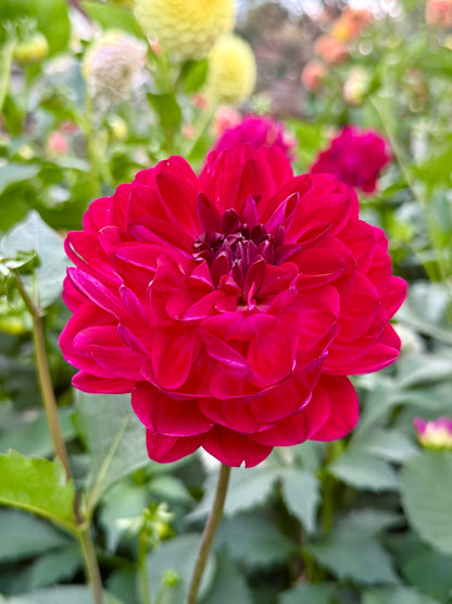 Sandia Bertha (Limit One)