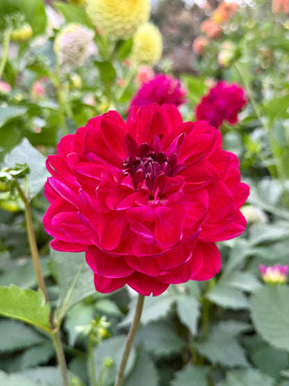 Sandia Bertha (Limit One)