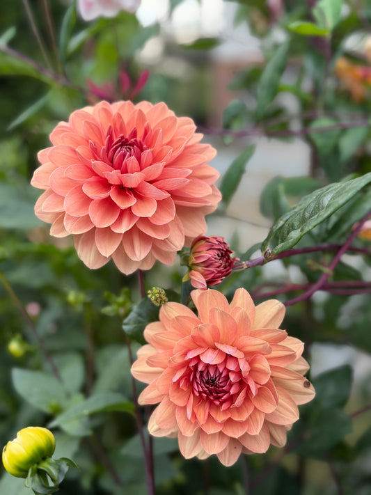 Chateau de la Bourdaisiere (Limit One) Limited Quantities