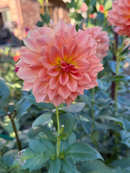 Rivers Tangerine