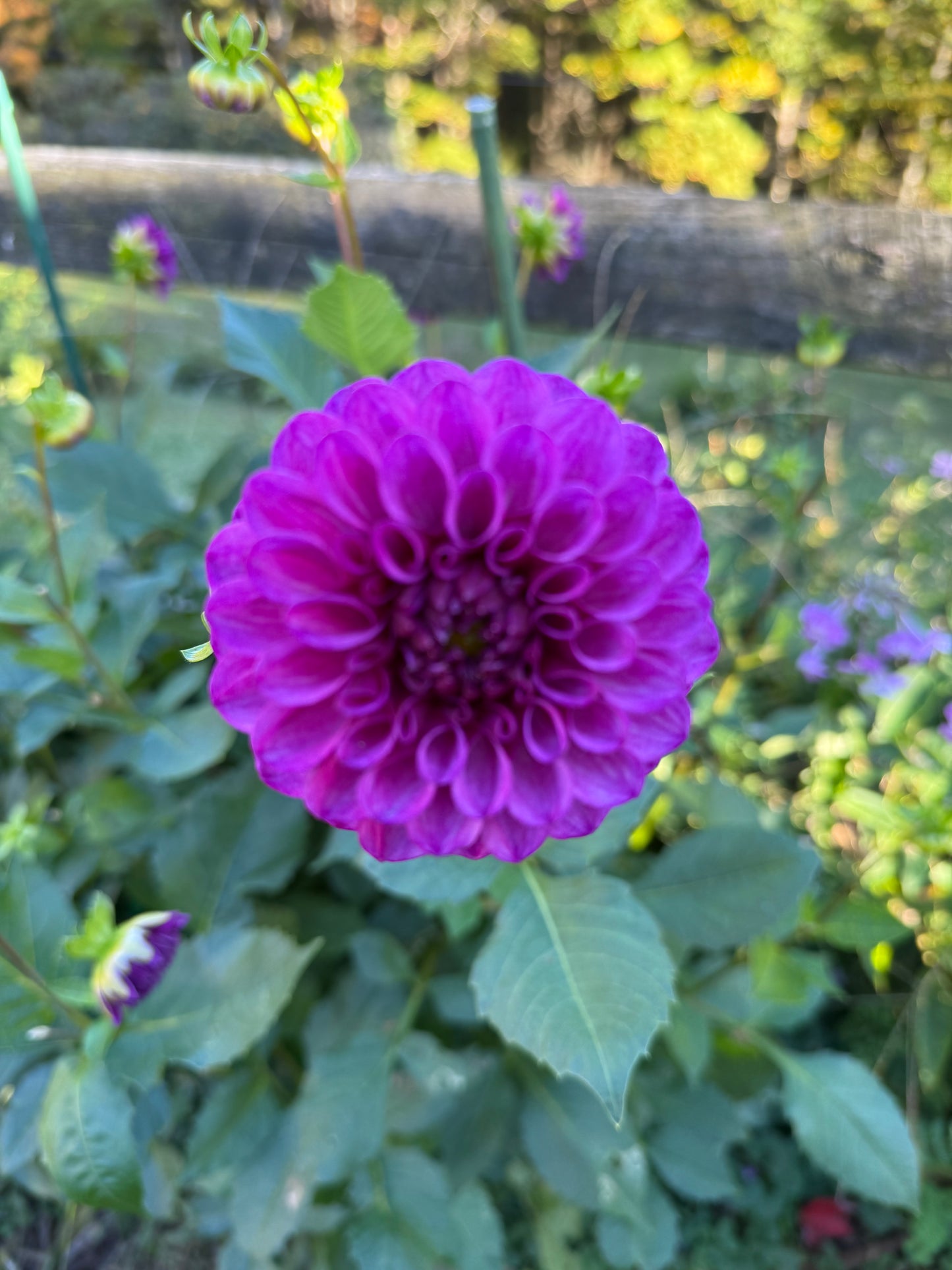 Robann Royal