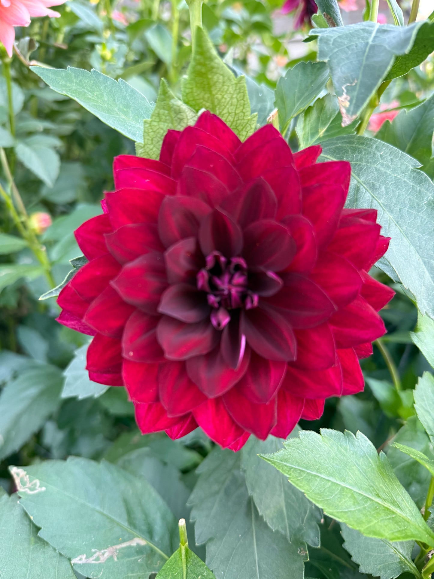 Hollyhill Black Widow