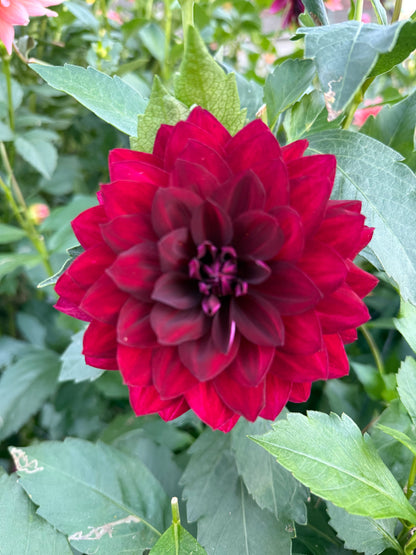 Hollyhill Black Widow