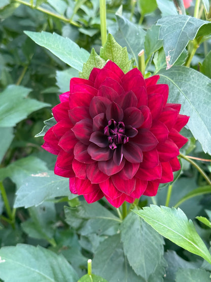 Hollyhill Black Widow