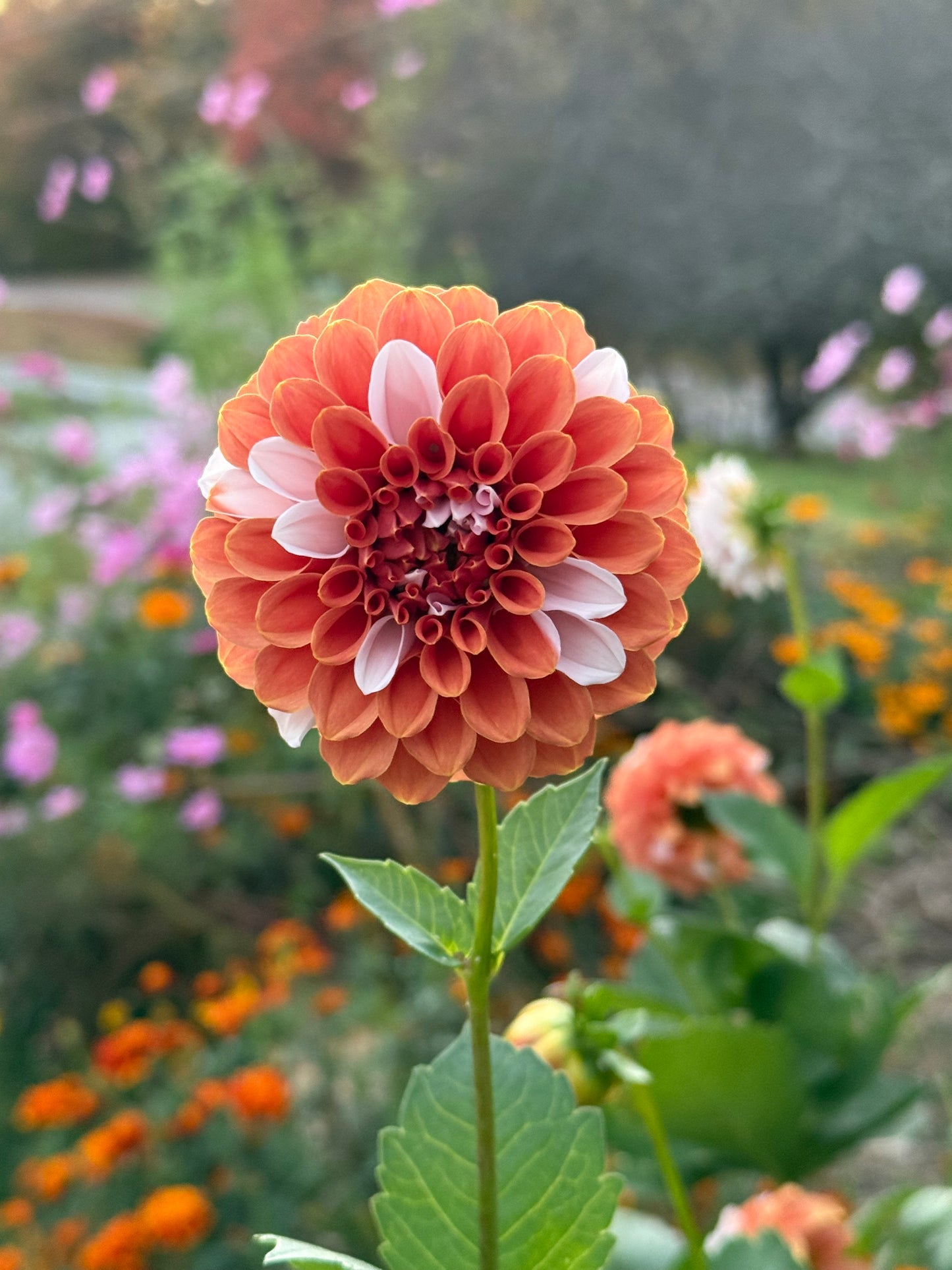 Bermuda Pink (Limit One)