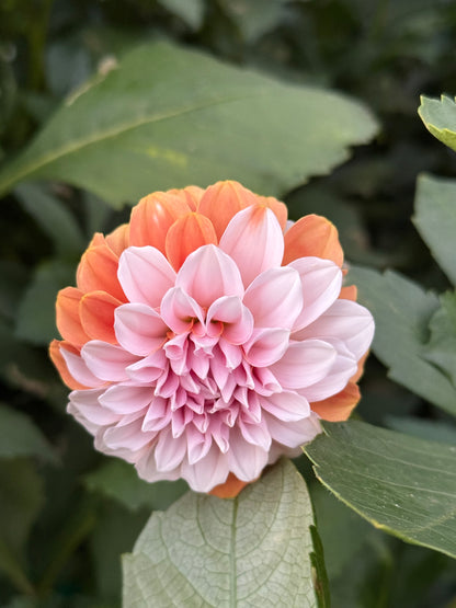 Bermuda Pink (Limit One)