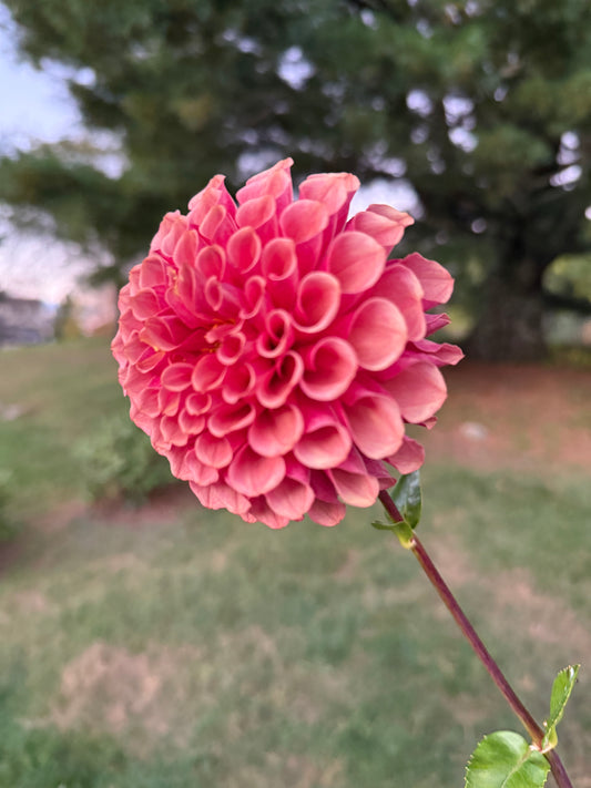 Burfoot Dessert Rose