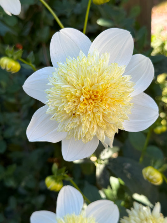 Platinum Blonde