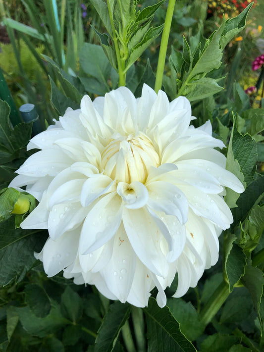 Lady Liberty