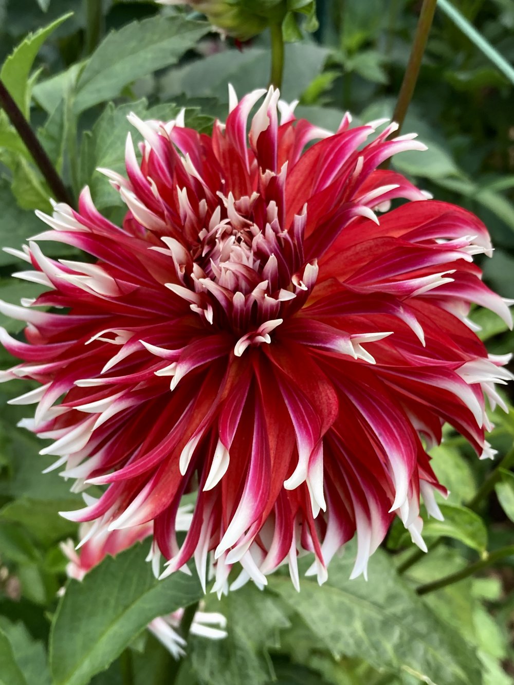 Bloomquist Firecracker