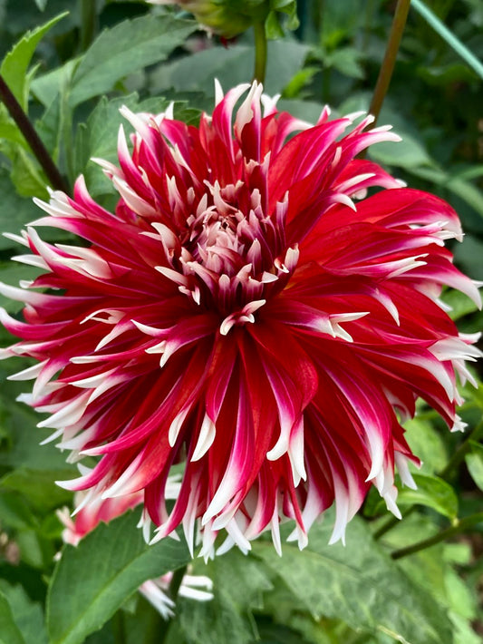 Bloomquist Firecracker