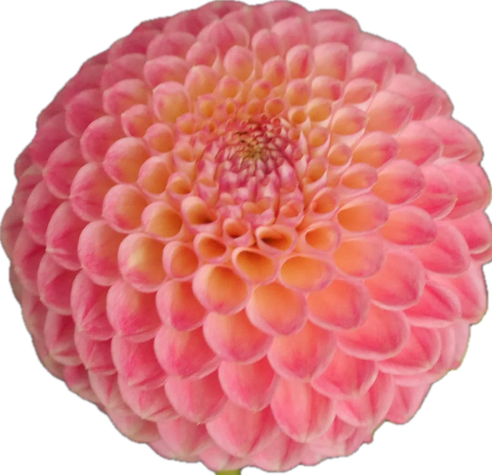 Snoho Doris