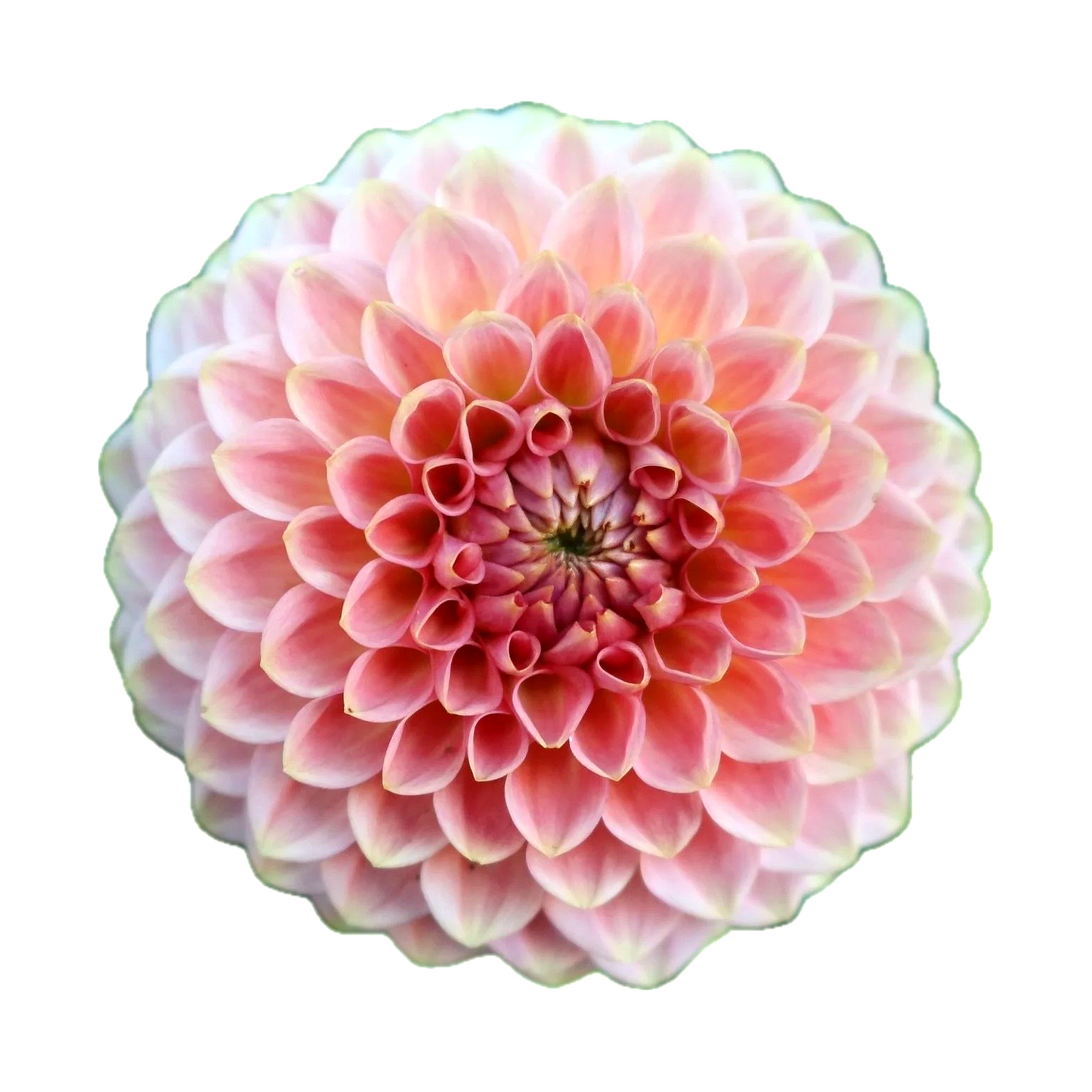 20th Ave Softer Peach