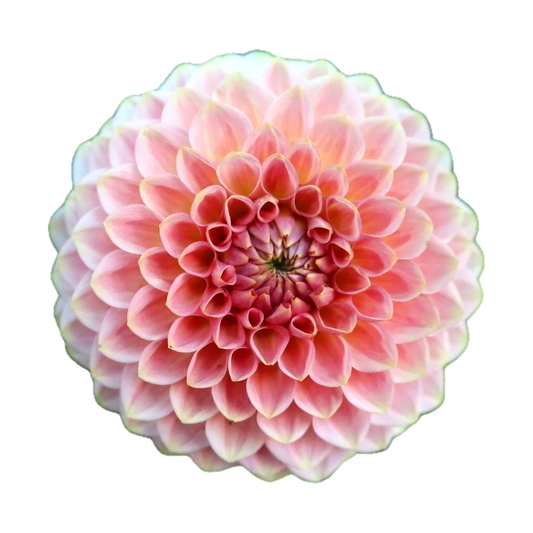 20th Ave Softer Peach