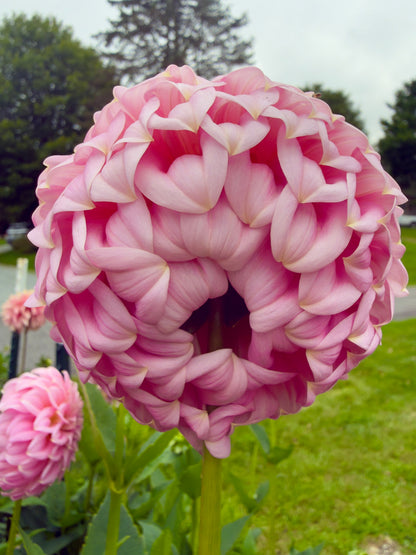 Araluen Leatrice