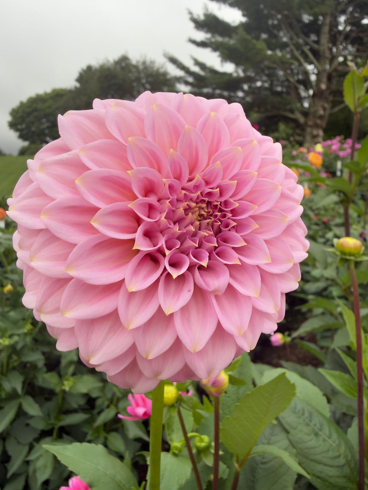 Araluen Leatrice