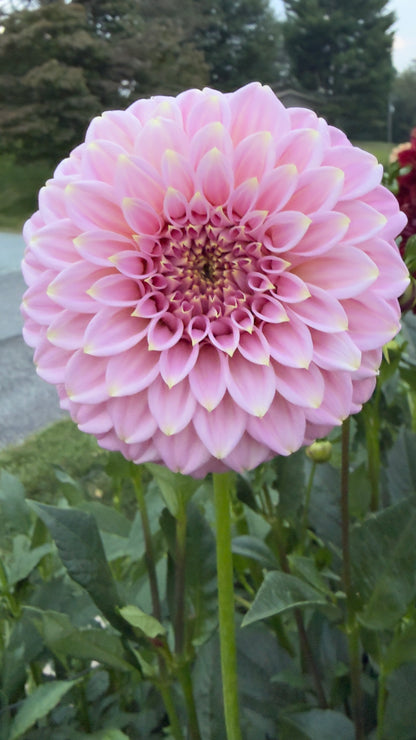 Araluen Leatrice